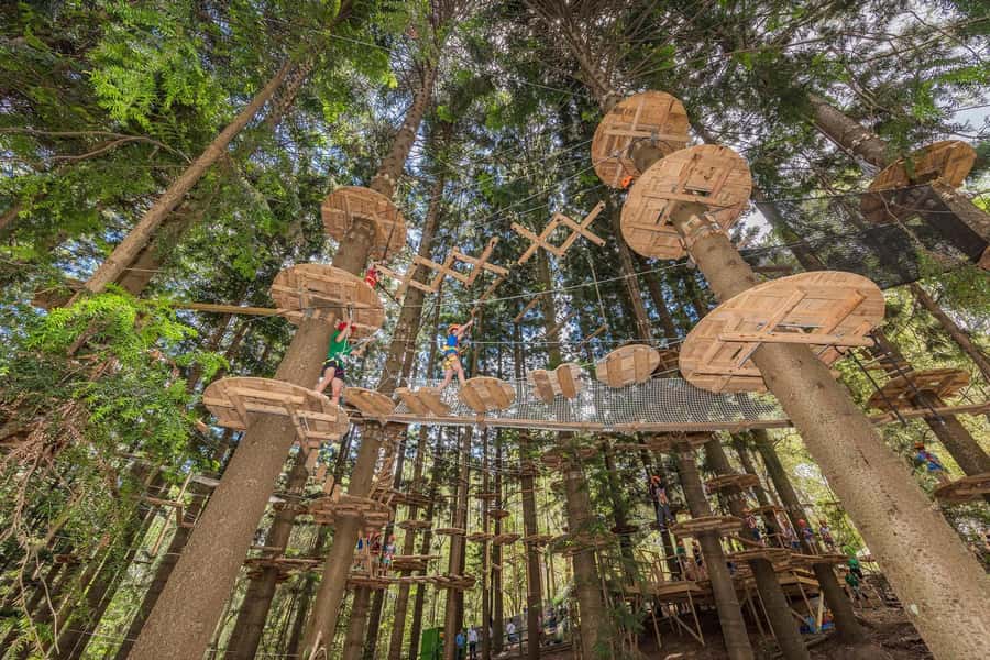 Pennant Hills: Tree Ropes Course Session - Getting to Treetops Adventure The Hills in Pennant Hills