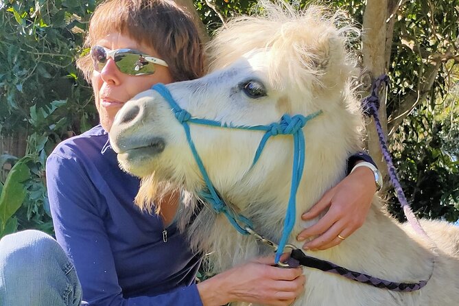 Pony Walking Adventure - Key Highlights You’ll Actually Notice
