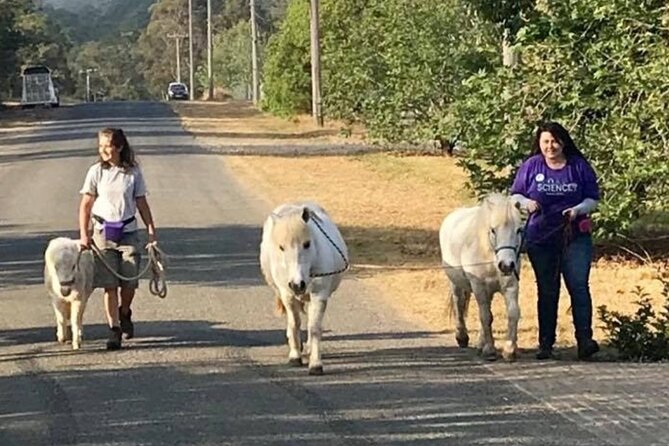 Pony Walking Adventure - Why Pony Walking Feels Different From Just Riding