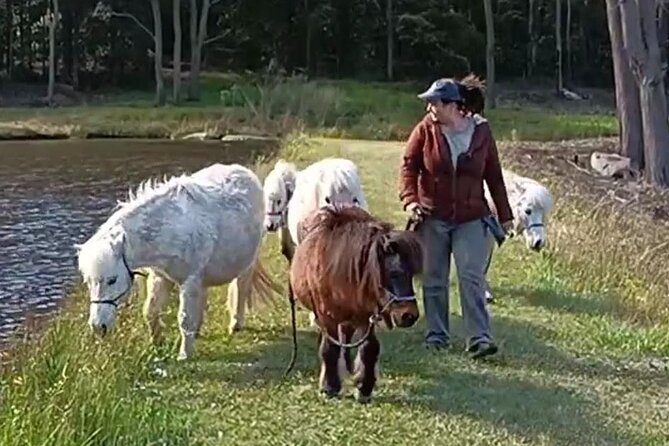 Pony Walking Adventure - The 4 km Fagan Park Bridleway Loop: Views, Wildlife, and Real Trail Life
