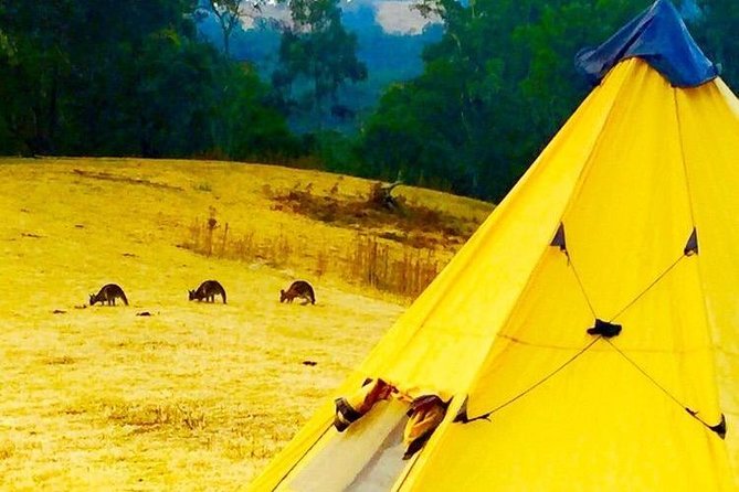 Pony Walking Adventure - Price and Value: Is $111.17 Worth It?