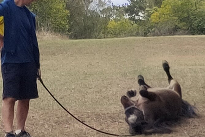 Pony Walking Adventure - Meeting Karri at Galston Rural Sports Facility (and What Happens First)