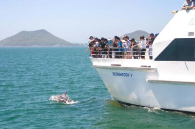 Dolphin Cruise, Lunch, Koalas & Sandboarding