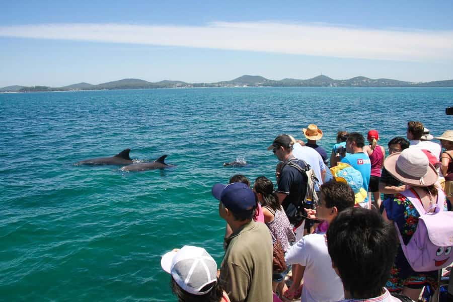 Port Stephens: Dolphin Cruise, Lunch, Koalas & Sandboarding - Stockton Sand Dunes and Anna Bay Sandboarding: Adrenaline with Instructions