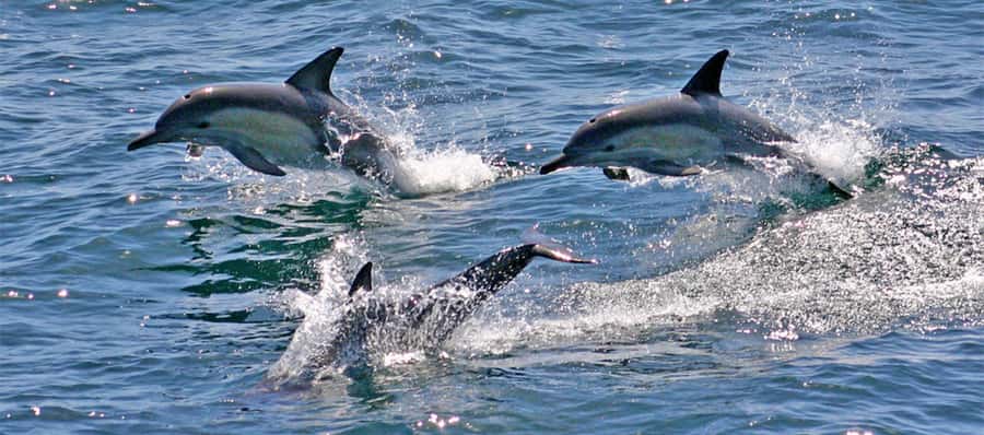 Port Stephens: Dolphin, Lunch, Koalas&Sandboarding -Mandarin - Dolphin Discover cruise on Port Stephens: your best wildlife moment