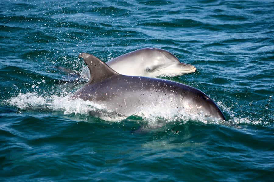 Port Stephens: Dolphin, Lunch, Koalas&Sandboarding -Mandarin - Koala Sanctuary in 30 minutes: how to make it count