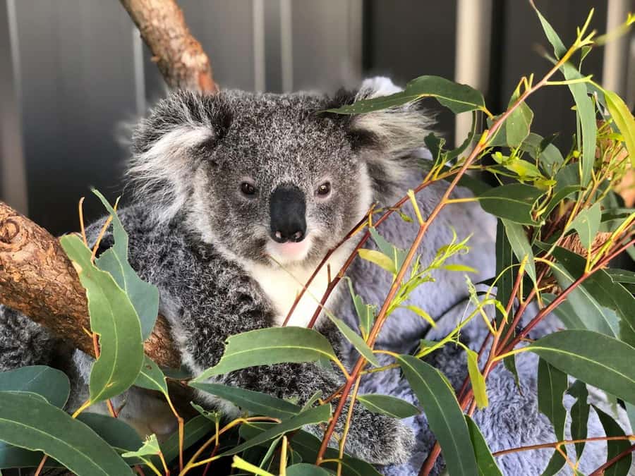 Port Stephens: Dolphin, Lunch, Koalas&Sandboarding -Mandarin - Coach transfers, meeting points, and what to prepare
