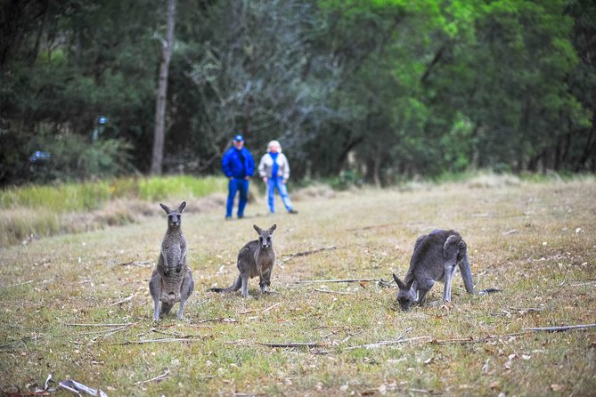 Private Blue Mountains and Winery Day-Trip from Sydney - National Park lookouts: Wentworth Falls and the Three Sisters
