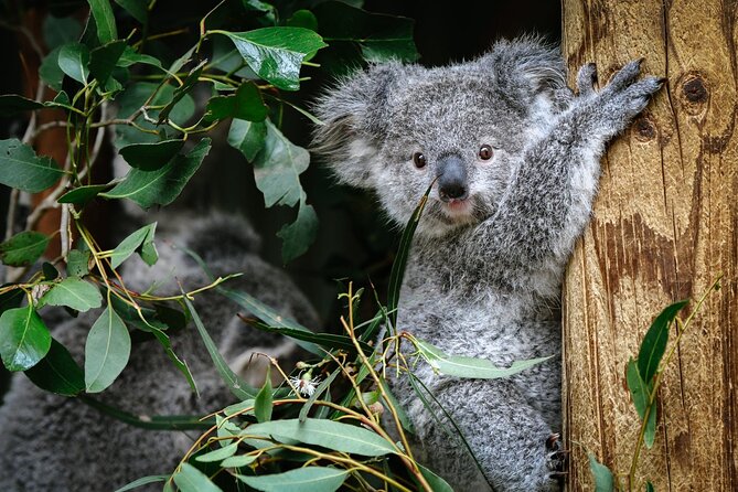Private Blue Mountains Tour | Waterfalls, Koalas & Views - First Stop: Featherdale Wildlife Park for Koalas and Kangaroos