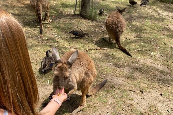 Private Blue Mountains Tour | Waterfalls, Koalas & Views - Echo Point and the Three Sisters, Iconic Views Done with Time to Breathe