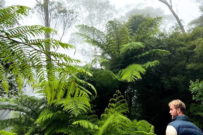 Private Blue Mountains Tour | Waterfalls, Koalas & Views - Scenic World Optional Ride, Cable Cars and the Rainforest Descent