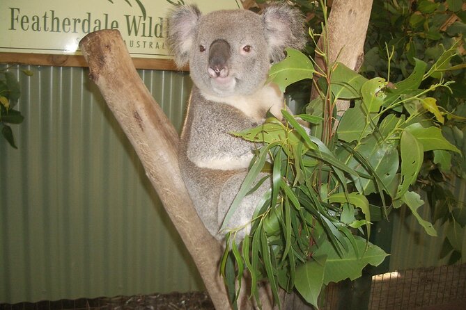 PRIVATE Blue Mountains Tour, Wildlife Park and River Cruise - Featherdale Wildlife Park or Sydney Zoo: the animal stop that makes the day count