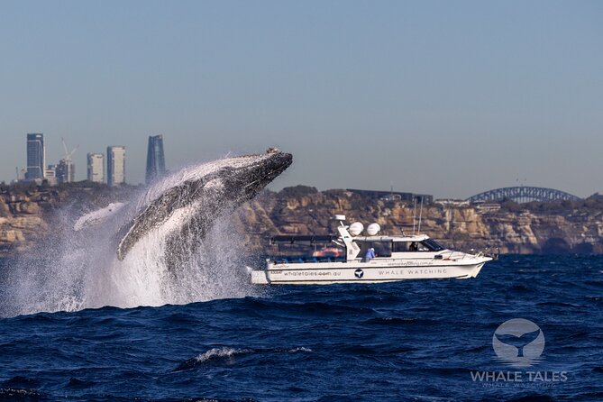 Private Luxury Intimate Whale Watching - Key highlights worth knowing