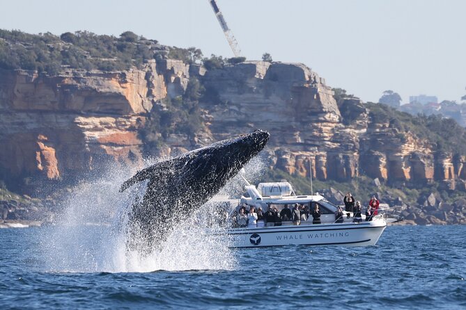 Private Luxury Intimate Whale Watching - Luxury catamaran comfort that makes whale watching easier