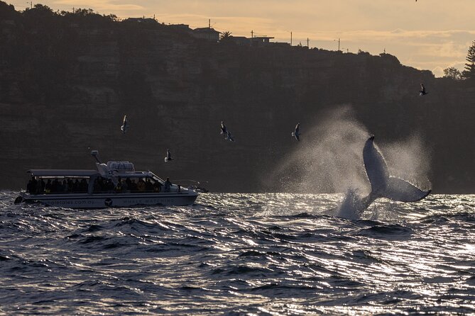 Private Luxury Intimate Whale Watching - Cruise past Harbour Bridge and Opera House before the whales