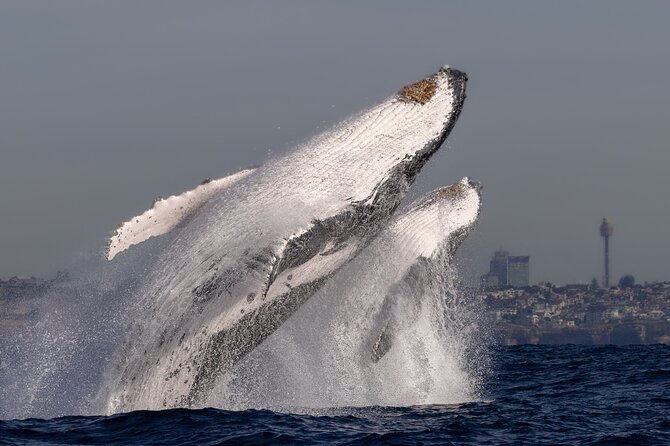 Private Luxury Intimate Whale Watching - What the 2.5 hours feels like in real life