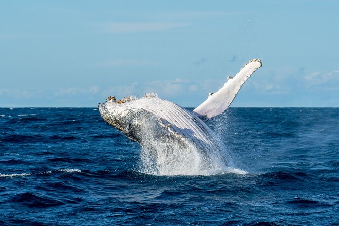 Private Luxury Intimate Whale Watching - Price and value for a private group up to 34 people