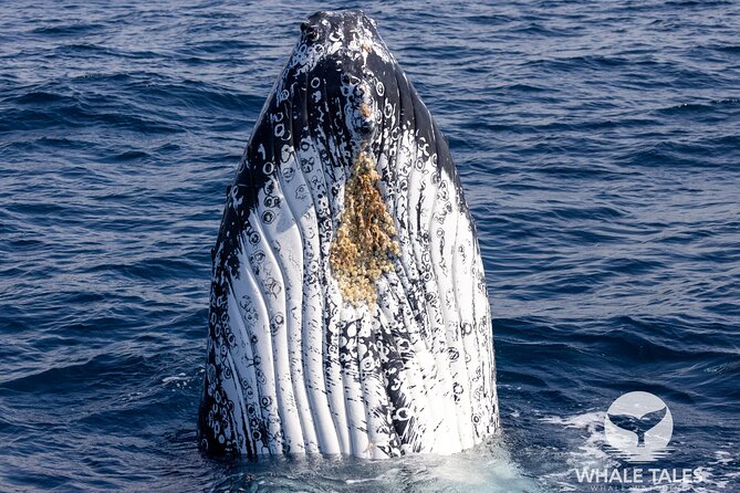 Private Luxury Intimate Whale Watching - What to pack: warm layers and seasickness prep
