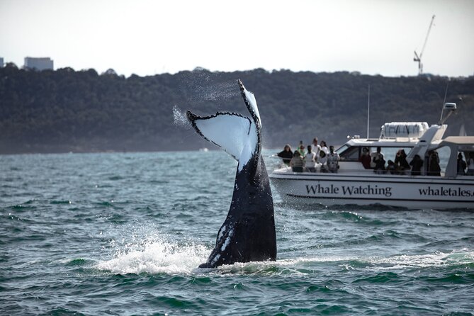 Private Luxury Intimate Whale Watching - Who this Sydney private whale watch suits best