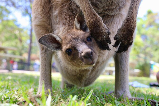 Private Nature Escape Tour 2 Days in Sydney - Private Nature Escape Tour: what you get in 2 days