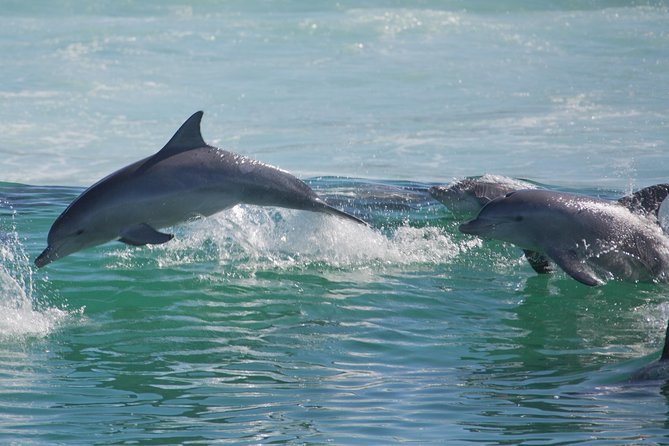 Private Port Stephens Day Trip from Sydney incl Dolphin Cruise - Gan Gan Lookout: quick views that reset your eyes
