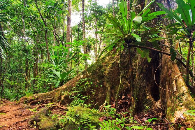 Private Small Group Tour in Blue Mountains - Aboriginal cultural importance and Dreamtime stories you can ask about