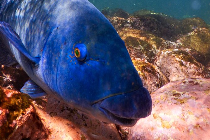 Private Snorkeling Tour In Sydney's Marine Reserve - Clovelly meeting point, gear fitting, then straight to the water