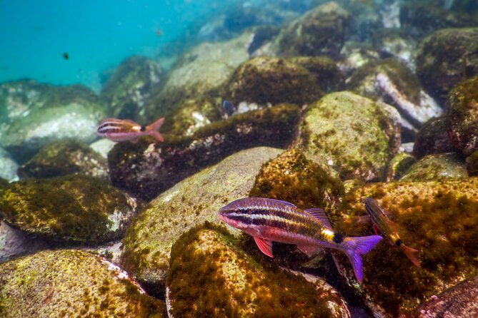 Private Snorkeling Tour In Sydney's Marine Reserve - Safety that feels real: advanced first aid and smart equipment