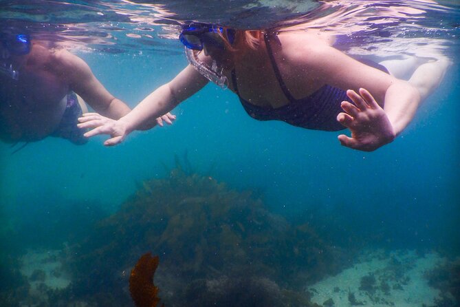 Private Snorkeling Tour In Sydney's Marine Reserve - Underwater photos: how the tour helps you actually keep the memory