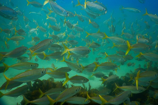 Private Snorkeling Tour In Sydney's Marine Reserve - If Clovelly is rough, you shift to Little Bay Beach
