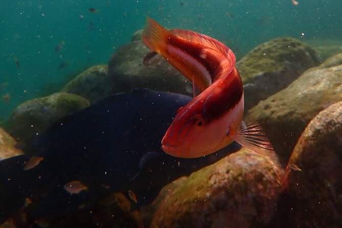 Private Snorkeling Tour In Sydney's Marine Reserve - After your snorkel: Clovelly Beach and the Bondi to Coogee coastal walk