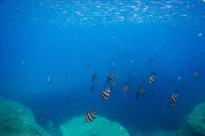 Private Snorkeling Tour In Sydney's Marine Reserve - Price and value: what $143.09 per person buys you