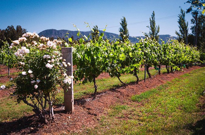 Private Southern Highlands Luxury Wine Indulgence Tour - Bowral browsing time: shops, antiques, and an easy break