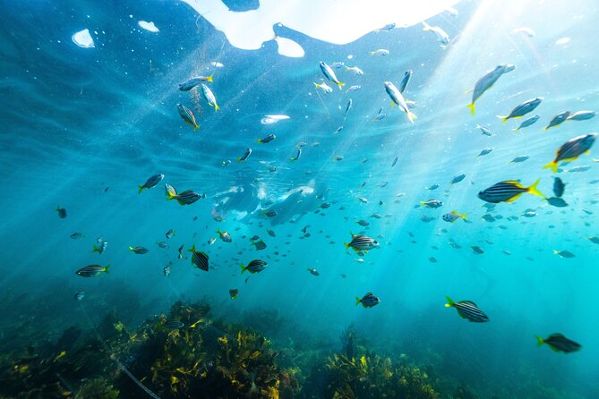 Private Sydney Snorkeling Experience: Explore Cabbage Tree Bay - What You’ll Love Most About This Tour