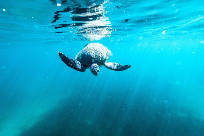 Private Sydney Snorkeling Experience: Explore Cabbage Tree Bay - What You Get Included: Gear, Wetsuit, Binoculars, Photos