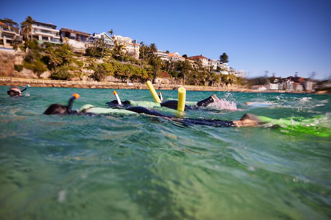 Private Sydney Snorkeling Experience: Explore Cabbage Tree Bay - The Shelly Beach Stop: What Happens Once You’re in the Water