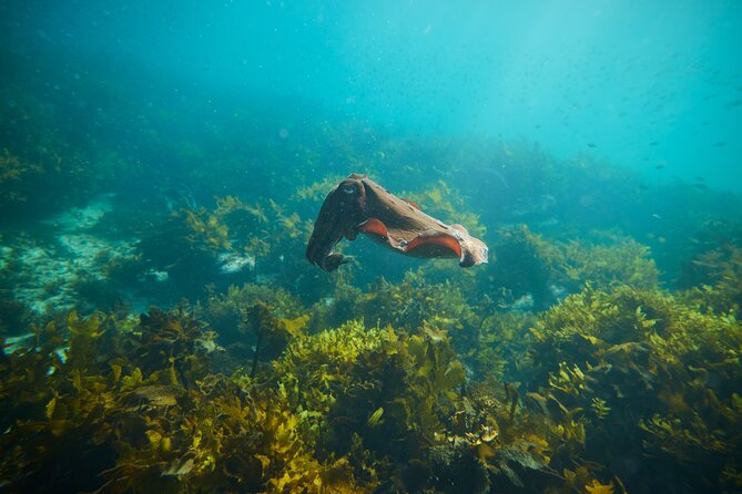 Private Sydney Snorkeling Experience: Explore Cabbage Tree Bay - Wildlife Spotting in a No-Take Reserve, What That Means for You