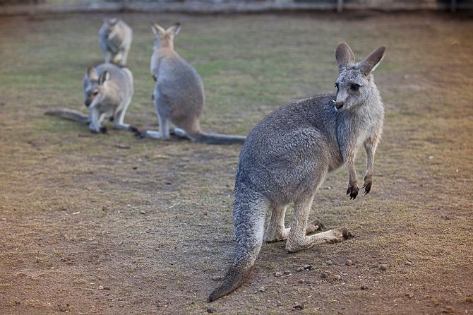 Private Tour: Blue Mountains Day Trip from Sydney - The 7:30 am start and how it shapes your day