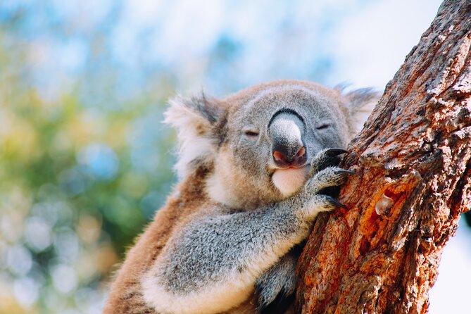 Private Wildlife Waterfalls and Wine Day Tour from Sydney - Key points before you go