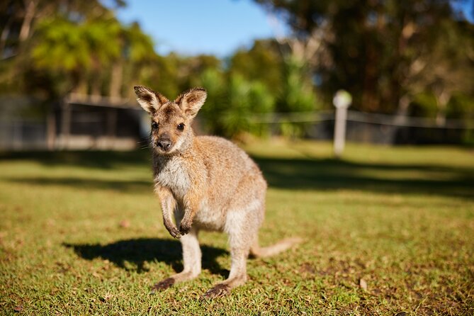 Private Wildlife Waterfalls and Wine Day Tour from Sydney - Getting out of Sydney: a comfort-first start to a big day