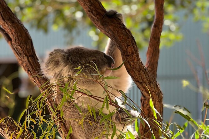 Royal National Park Hike, Swim and Wildlife Tour - Governor Game and Bald Hill lookouts, plus the coastal bridge drive