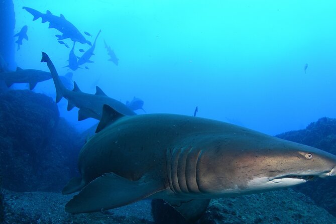 Scuba Dive With Grey Nurse Sharks in Bushrangers Bay - Key points worth knowing before you go