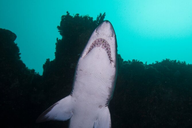 Scuba Dive With Grey Nurse Sharks in Bushrangers Bay - The early 6:30 am start from Bondi Road