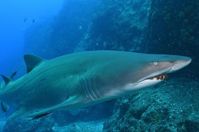 Scuba Dive With Grey Nurse Sharks in Bushrangers Bay - Two guided shore-based sessions, and what each one should feel like