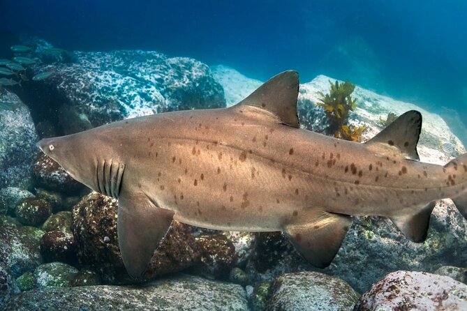Scuba Dive With Grey Nurse Sharks in Bushrangers Bay - Wildlife sightings: grey nurse sharks plus the bonus cast