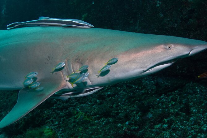 Scuba Dive With Grey Nurse Sharks in Bushrangers Bay - Getting ready: gear setup and mask-fitting that actually helps