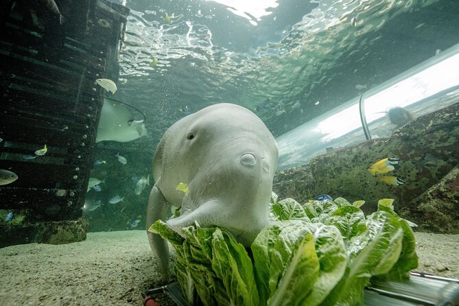 SEA LIFE Sydney Aquarium Entrance Ticket - Key highlights at a glance