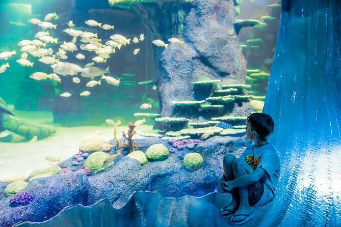 SEA LIFE Sydney Aquarium Entrance Ticket - Day and Night on the Reef: Great Barrier Reef, huge water volume, and the day-night shift