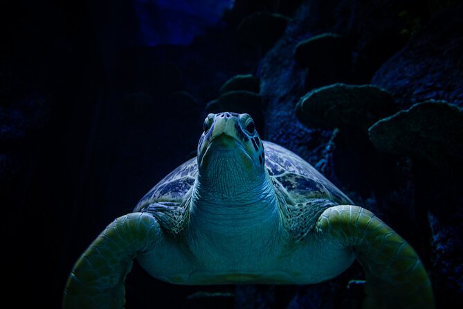 SEA LIFE Sydney Aquarium Entrance Ticket - Digital photo pass, touch-style encounters, and optional tech extras