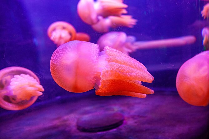 SEA LIFE Sydney Aquarium Entrance Ticket - Who should book these tickets, and who may want a different plan